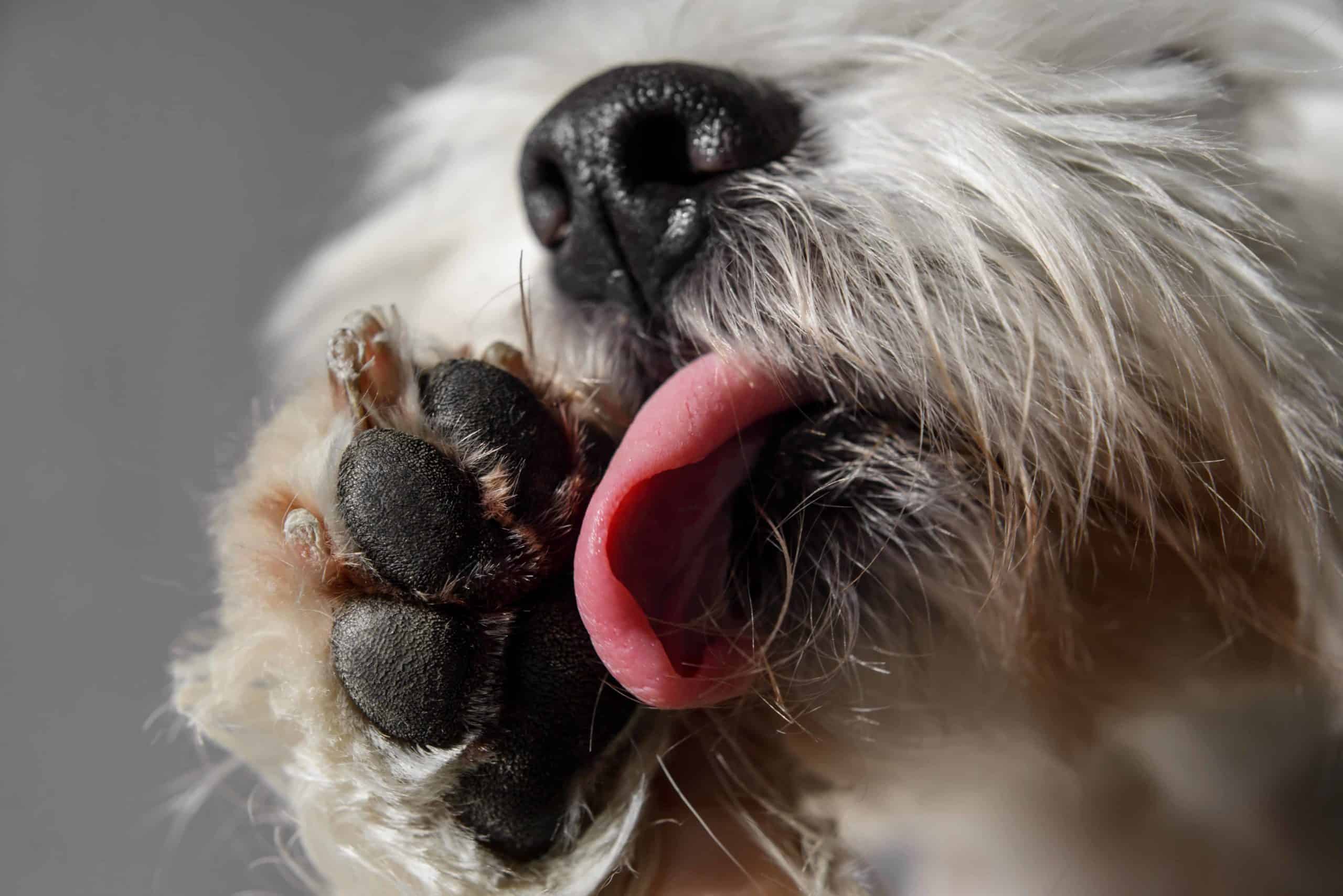 Dog licks his paw. Recognize the warning signs of a skin problem in dogs so you can begin treatment. Watch for scratching, hair loss, and discolored paws.