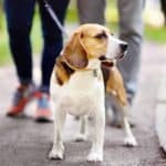Young couple walks with beagle. Being a caring dog owner can help teens find love by showing a potential partner you are able to show love, and care for someone else.