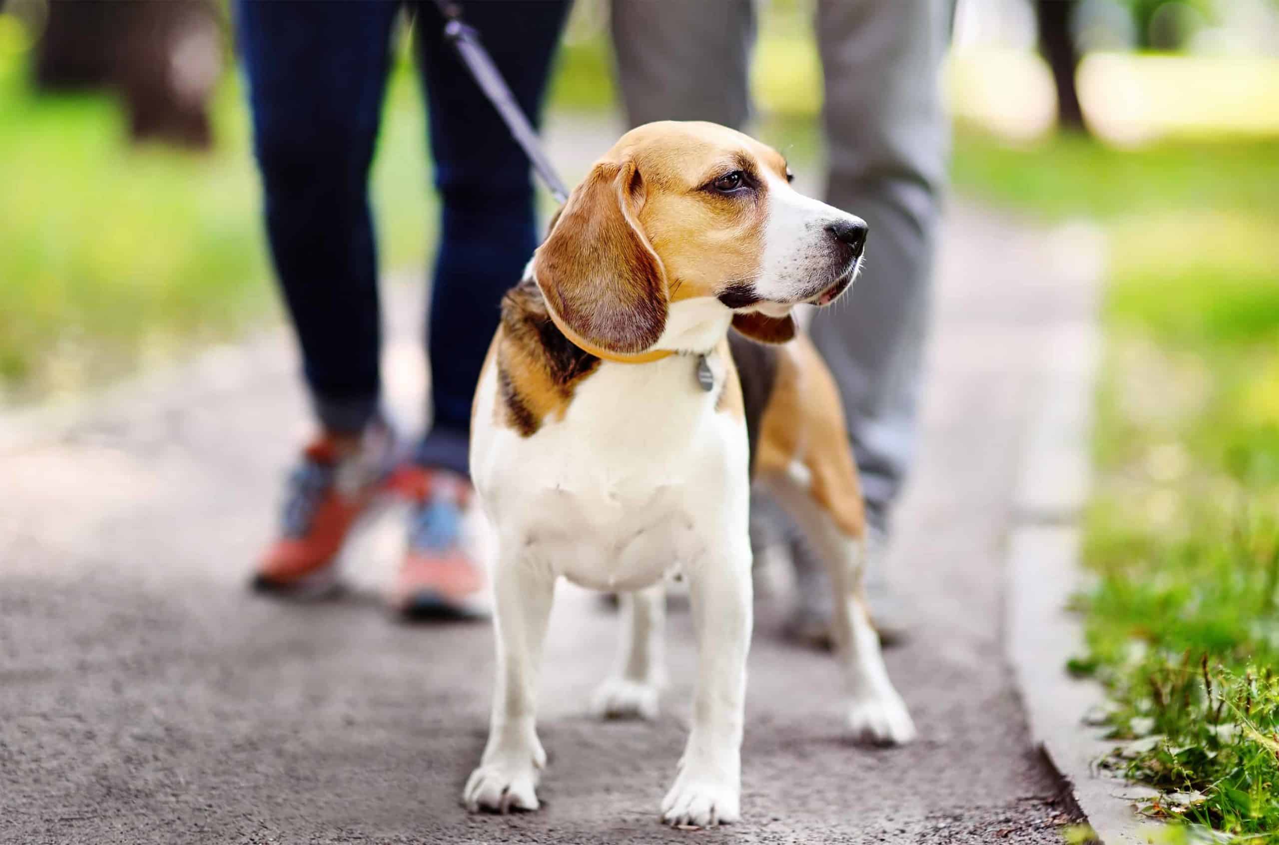 Young couple walks with beagle. Being a caring dog owner can help teens find love by showing a potential partner you are able to show love, and care for someone else.