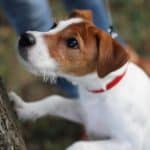 Jack Russell terrier chases squirrel up a tree. A heatwave can drive wild animals toward your home in an effort to find a cool place, which can cause a dangerous confrontation with your dog.