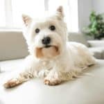 Happy Westie lays on couch. Certain activities and products can contribute to indoor pollution, which can harm your health and the health of your dog.