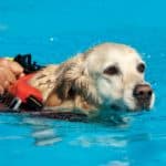 Golden retriever swims. Swimming is an ideal option for dogs who hate running or who have joint problems. For dogs, one minute of swimming is equivalent to four minutes of running.