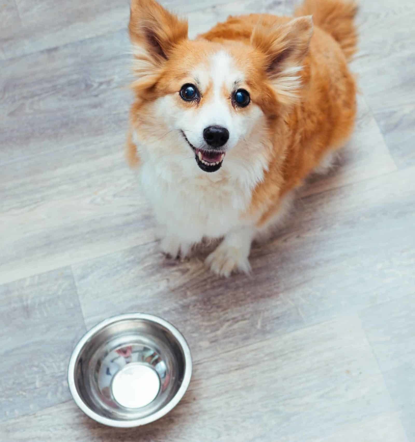 Happy corgi sits with empty food bowl. Different dog breeds have different nutritional needs. Make sure you feed your dog the diet he needs to avoid health problems in the future.