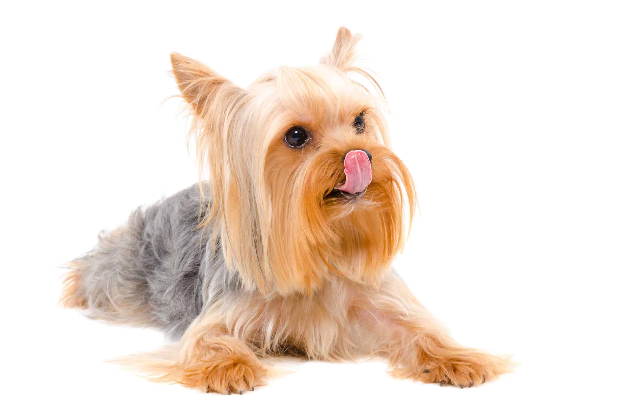 Yorkie licks its lips. Part of determining your dog's nutritional needs is making sure the dog gets the right amount of calories. For example, a Great Dane needs to consume more calories than a Yorkie does.