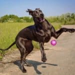 Uncoordinated Great Dane struggles to catch a ball. Do you know what to expect and how to cope when your puppy becomes a difficult teenager? Dogs may assert independence and stop obeying.