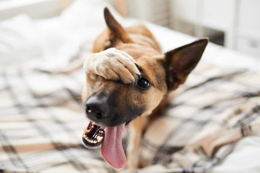 How To Stop A Dog From Peeing On The Bed