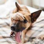 German shepherd puts paw up over face while lying on a bed. Stop dog peeing on the bed by understanding dog behavior. Start dog potty training at an early age and use tools like a dog potty box