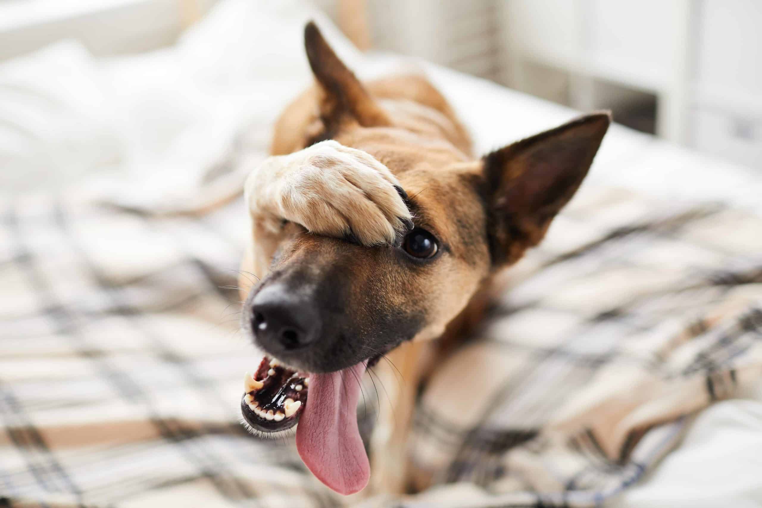 German shepherd puts paw up over face while lying on a bed. Stop dog peeing on the bed by understanding dog behavior. Start dog potty training at an early age and use tools like a dog potty box