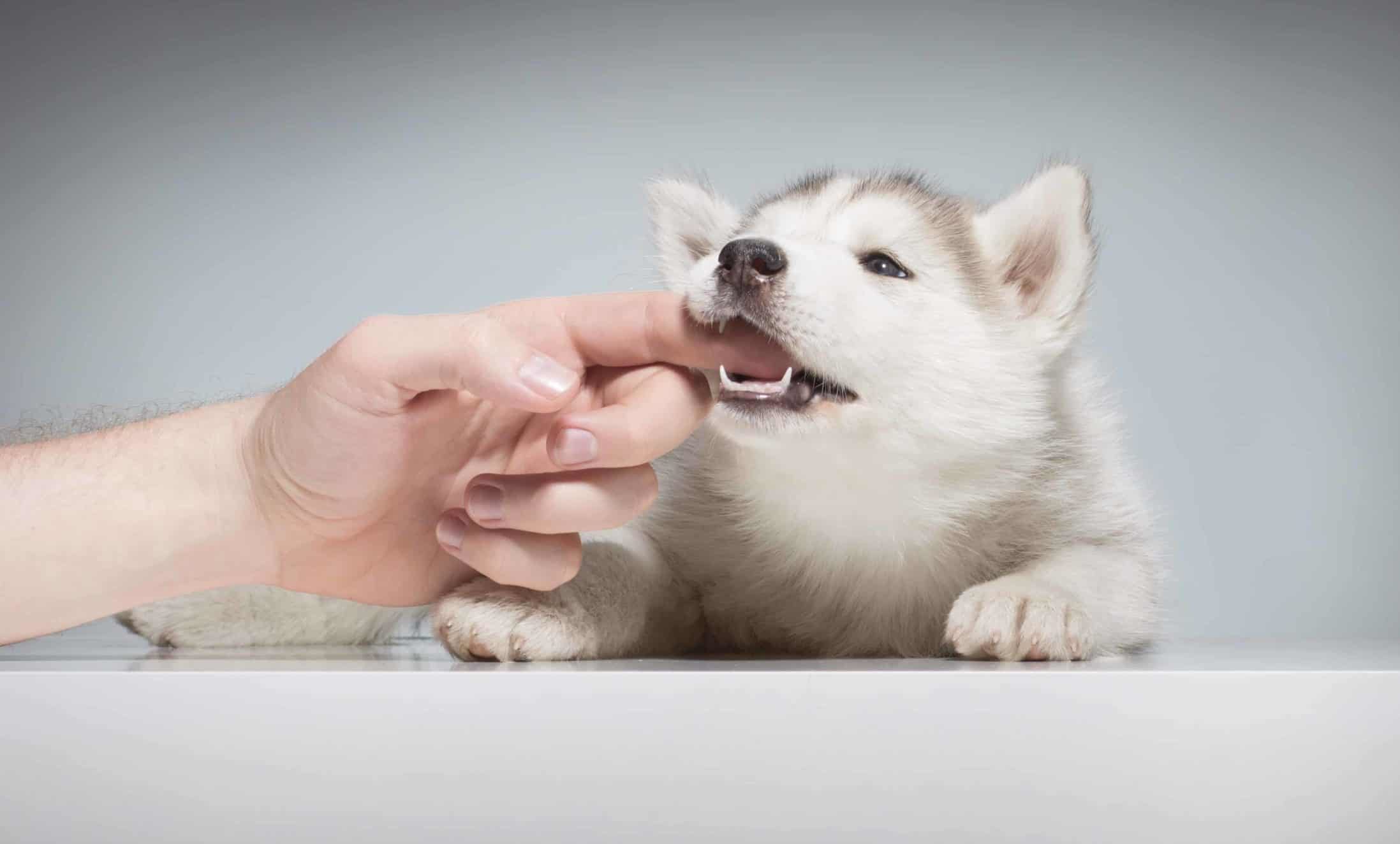 Owner lets Husky puppy bite his finger.