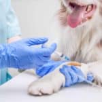 Veterinarian injects medicine in a dog's IV. Veterinary specialists train for three to five years. You can trust veterinary specialists to shine a light on a specific health issue.
