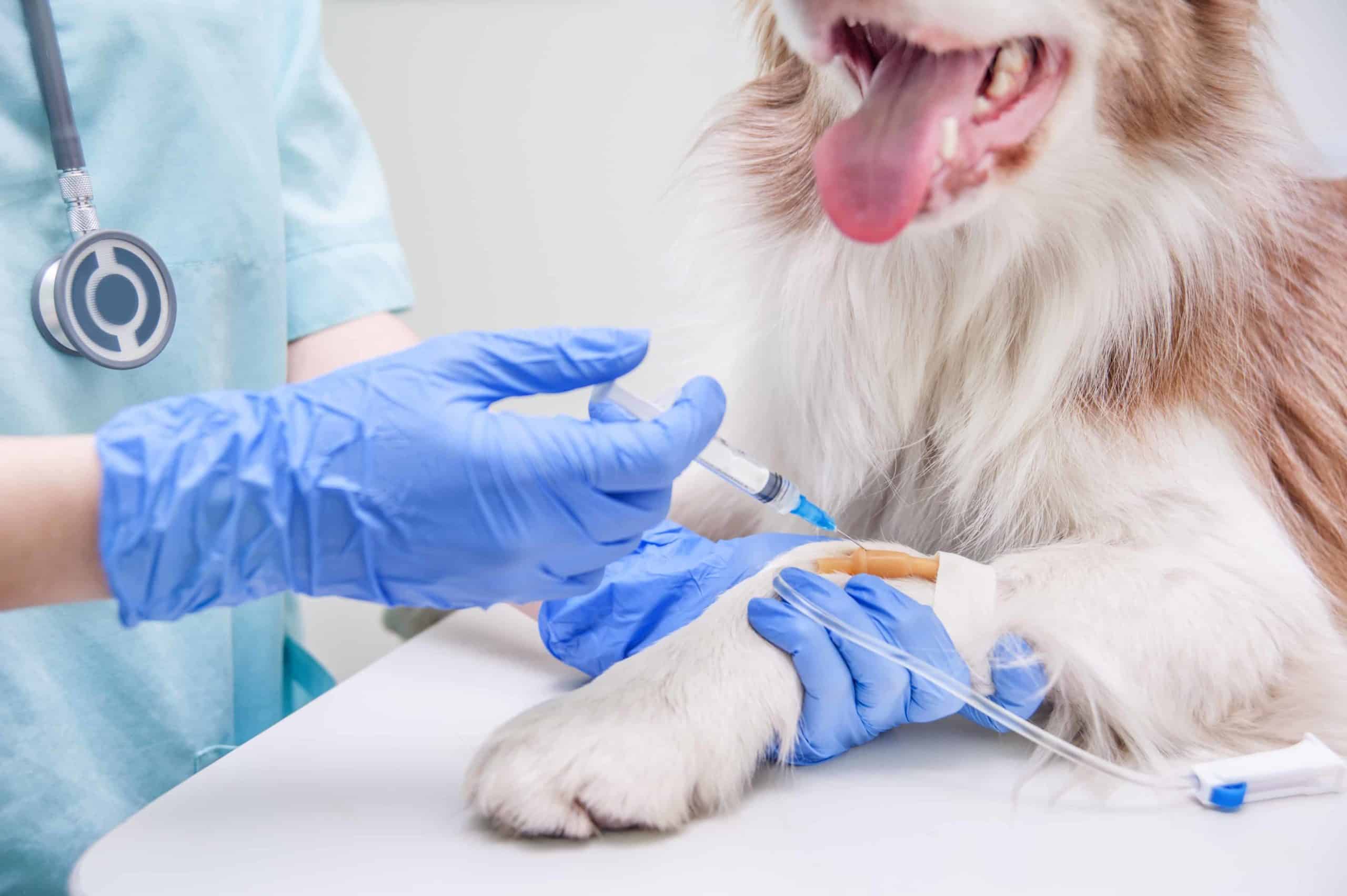 Veterinarian injects medicine in a dog's IV. Veterinary specialists train for three to five years. You can trust veterinary specialists to shine a light on a specific health issue.