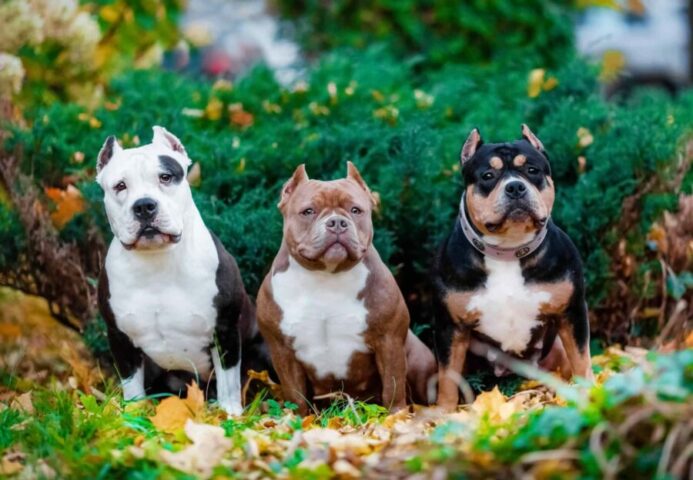 Three colors of American Bully XL puppies. 