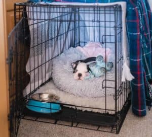 Boston Terrier puppy sleeps in open crate. To teach your puppy alone time, start by choosing a safe confinement area such as a crate, exercise pen, or a small room.