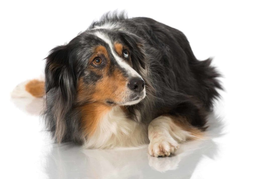 Nervous Australian Shepherd looks up. Reduce the risk of separation anxiety by preparing your dog to be home alone. Tire your dog out, create a safe space and use toys and treats.