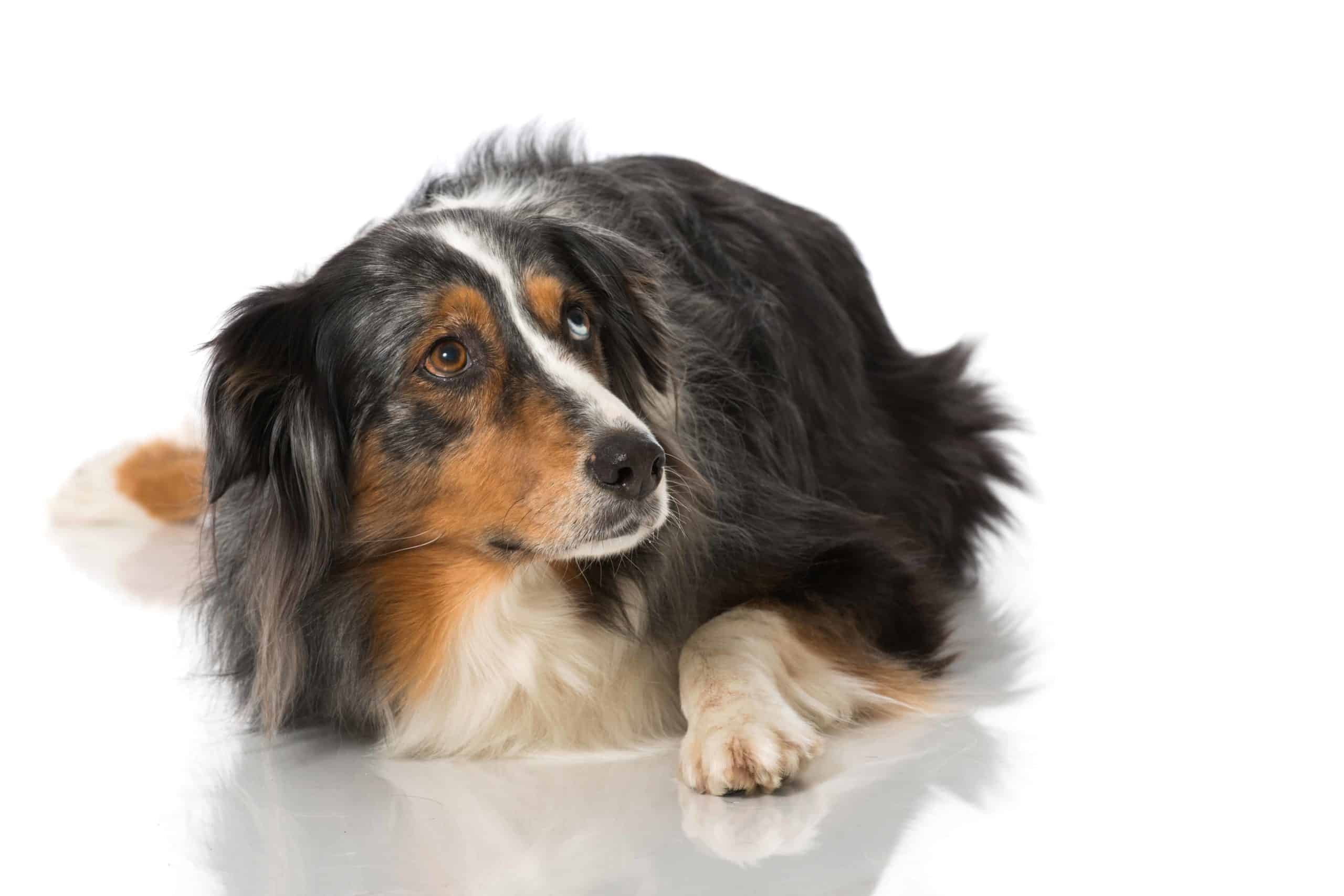 Nervous Australian Shepherd looks up. Reduce the risk of separation anxiety by preparing your dog to be home alone. Tire your dog out, create a safe space and use toys and treats.