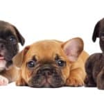 French bulldog puppies on a white background.