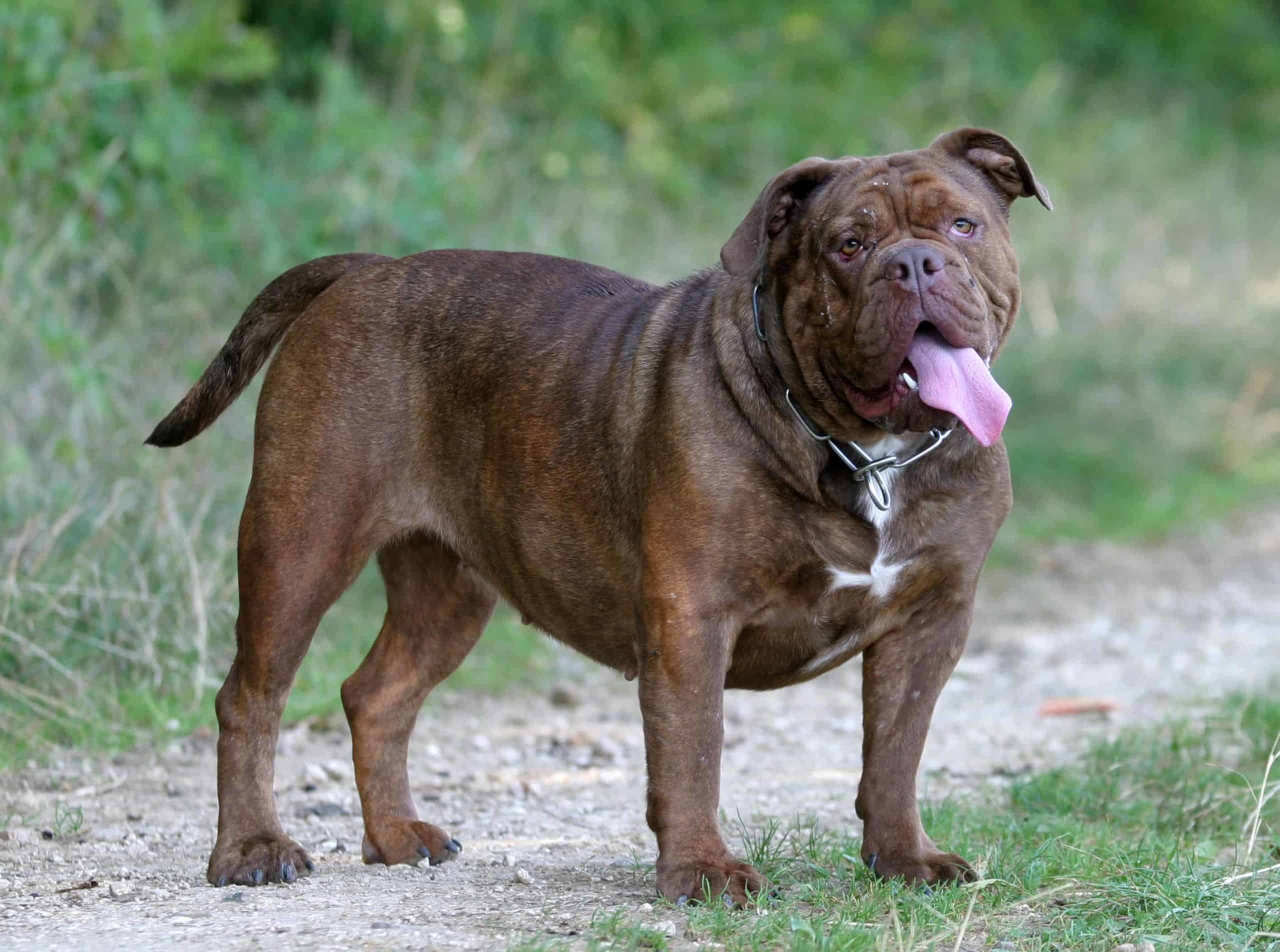 Olde English Bulldogge stands outside. The Olde English Bulldogge is a direct descendant of the English bulldog and is one of eight bulldog breeds. The dogs were bred to be a healthier and athletic version of the bulldog.