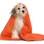 Mixed breed dog is wrapped in a towel after a bath. Most dogs fear having a dog bath. To reduce anxiety, use warm water and the right shampoo, reduce slipping risks, and distract your dog.