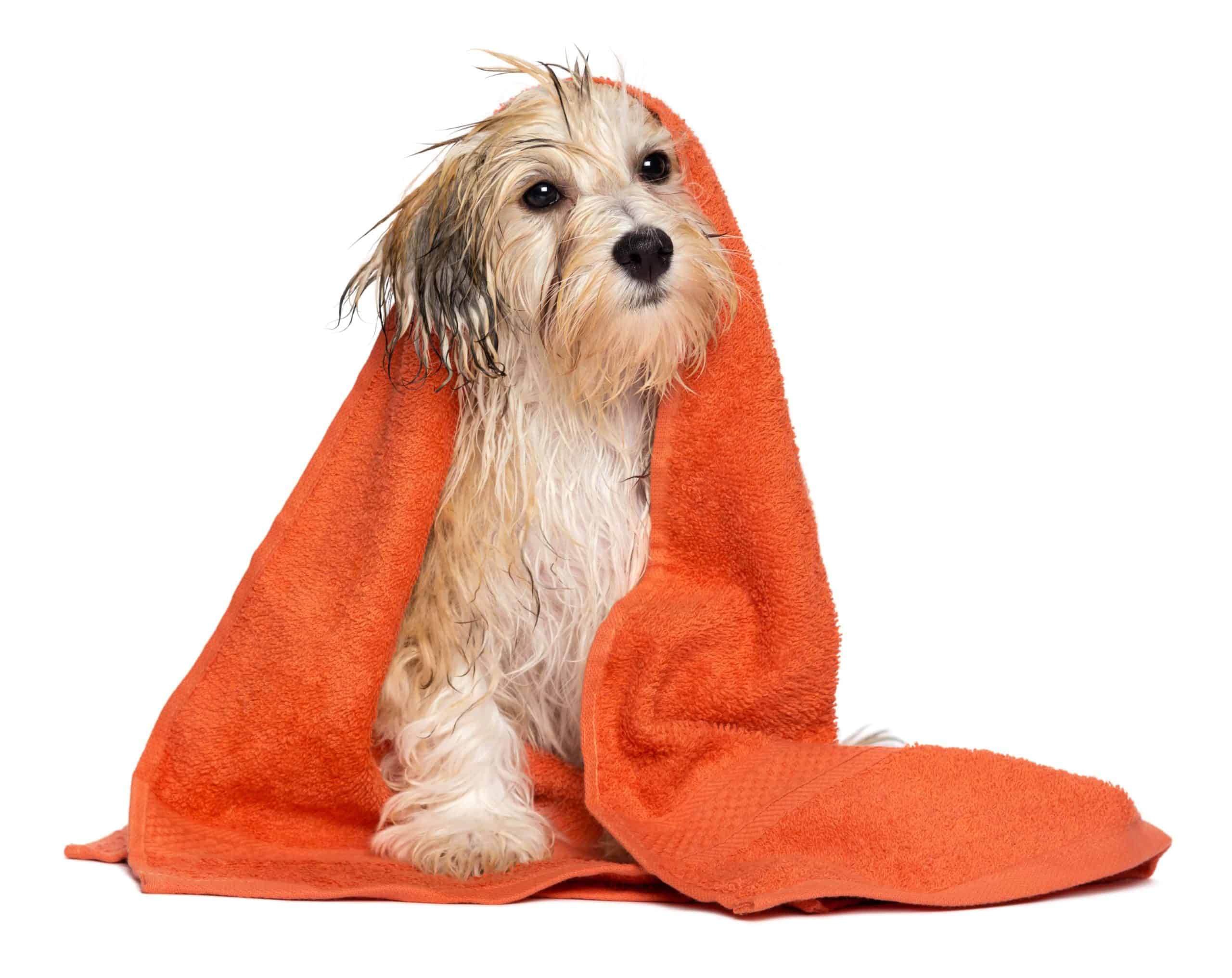 how-to-bathe-a-dog-that-doesn-t-like-baths