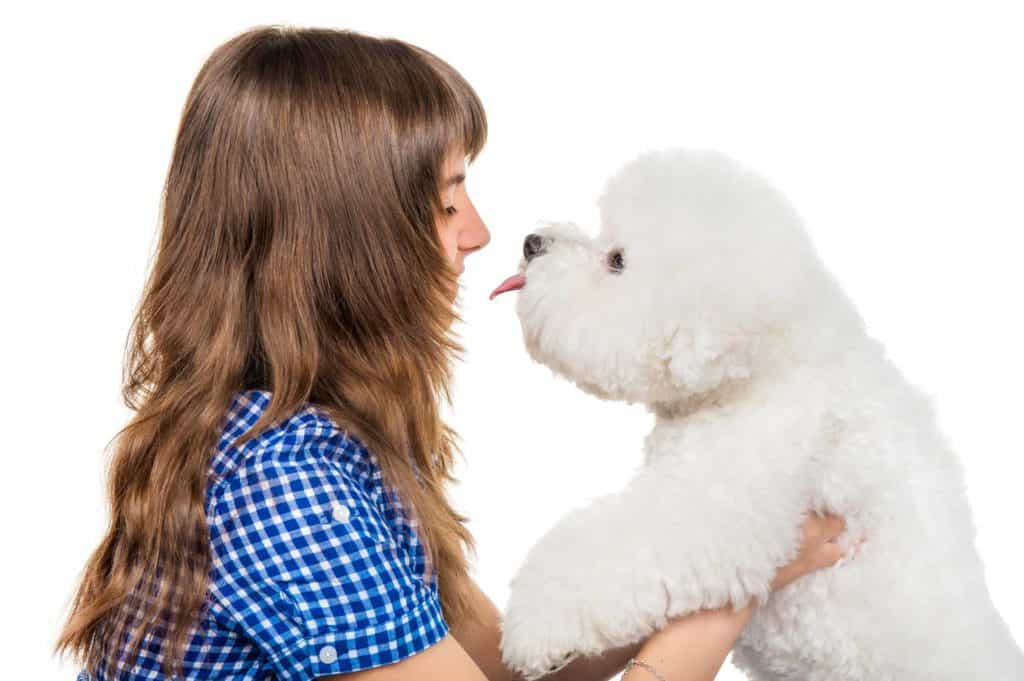 Young girl holds bichon frise. 