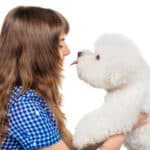 Young girl holds bichon frise. To choose the right dog breeds for children, consider the family's lifestyle, the dog’s size, temperament, and energy level.