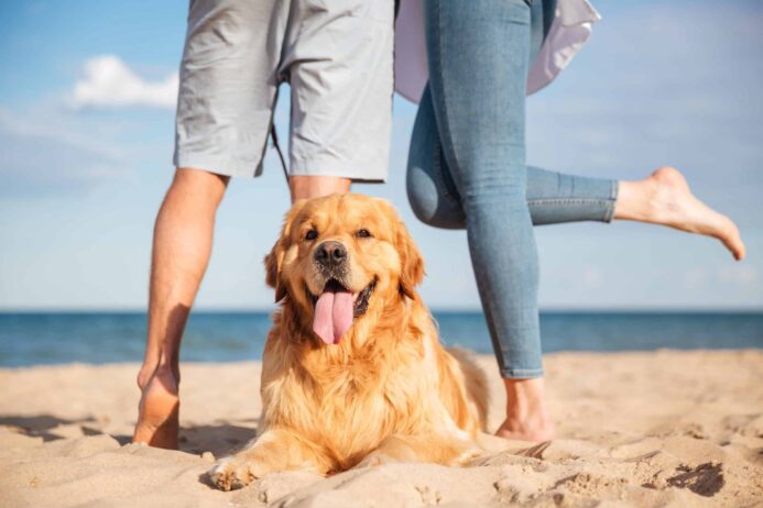 Happy couple poses with golden retriever at the beach. Start planning the perfect dog-friendly date. Consider biking, a trip to the dog park, a baseball game, or watching a sunset.