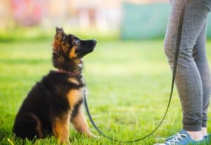 Woman trains German Shepherd puppy. Large dog training may not be as challenging as it sounds if you begin early.