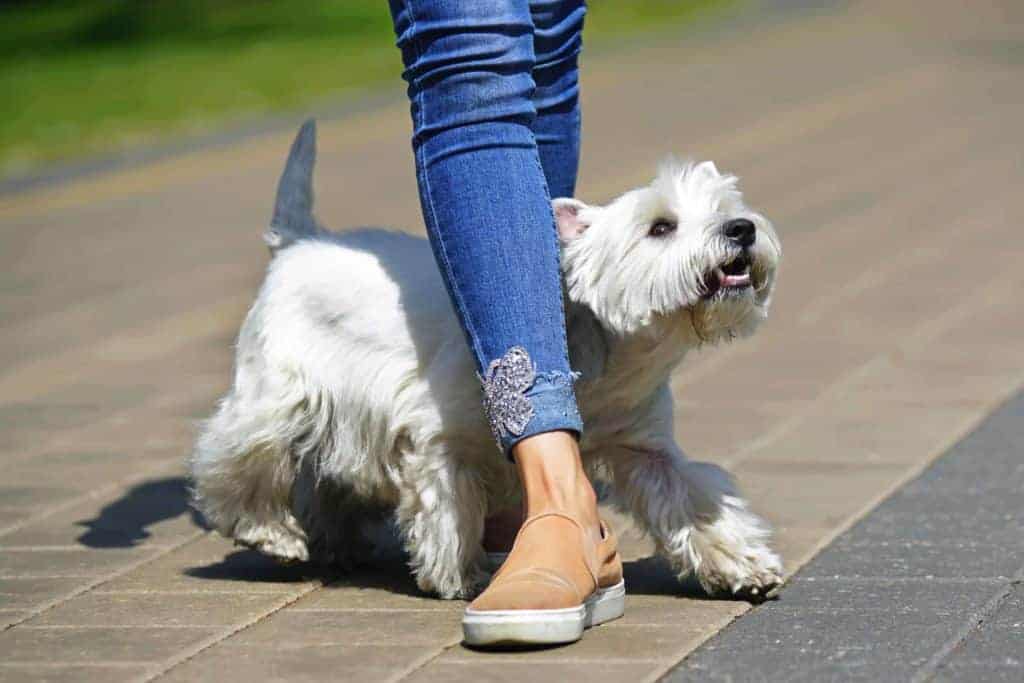 West Highland Terrier weaves through owner's leg. One popular dog trick you can teach your dog is leg weaving: a trick where your dog goes between your legs in a figure-eight pattern.