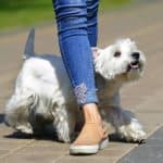 West Highland Terrier weaves through owner's leg. One popular dog trick you can teach your dog is leg weaving: a trick where your dog goes between your legs in a figure-eight pattern.