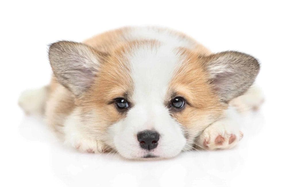 Corgi puppy