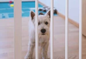 Puppy stands behind a puppy gate. Use a puppy gate to create a small containment area for your dog. If your puppy has too much room, it will be able to go to the bathroom without soiling its bed or blankets.