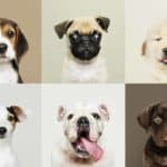 Puppy collage featuring a beagle, pug, golden retriever, Jack Russell Terrier, bulldog, and chocolate Labrador. Puppy preparation: Buy the right food, supplies, and toys for your dog. Stick to your vaccination schedule to keep your puppy healthy.