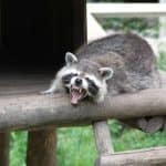 Raccoon sitting on deck snarls. Raccoons attack dogs by scratching or biting if they feel threatened. This is especially dangerous if the raccoon carries the rabies virus.