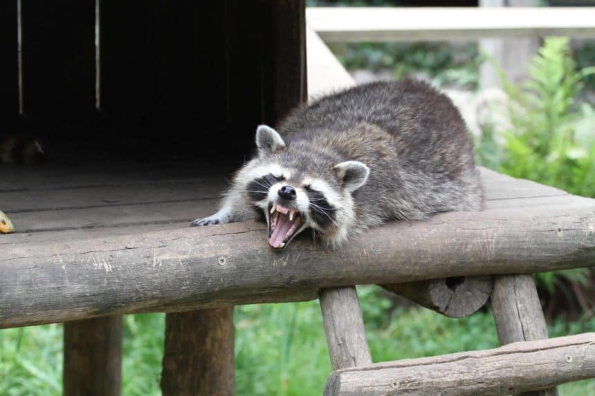 Raccoons attack by scratching or biting when they feel threatened