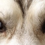 Closeup image of a Husky's eyes.