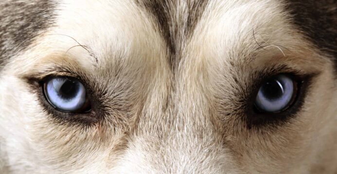 Dog tear stain causes include glaucoma, which is common among older dogs, and certain breeds like the Husky, Chow, Shar-Pei, Jack Russel, and Shih-Tzu. Closeup image of a Husky's eyes. Illustration for dog tear stain image.