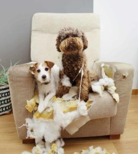 Two dogs sit in ruined chair. Safeguard your home and keep your puppy occupied during its teething phase. Use these hacks to protect your furniture from a teething puppy.