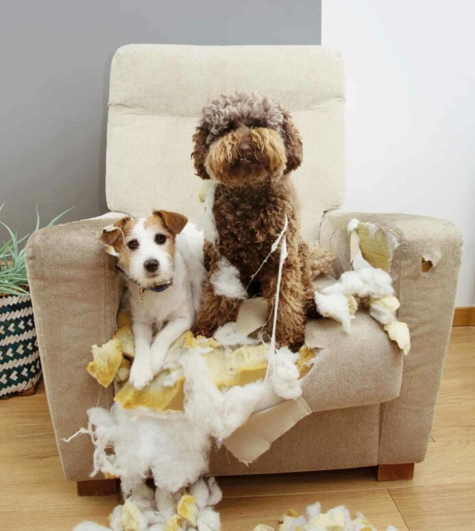 Two dogs sit in ruined chair. Use hacks to protect your furniture from a teething puppy.