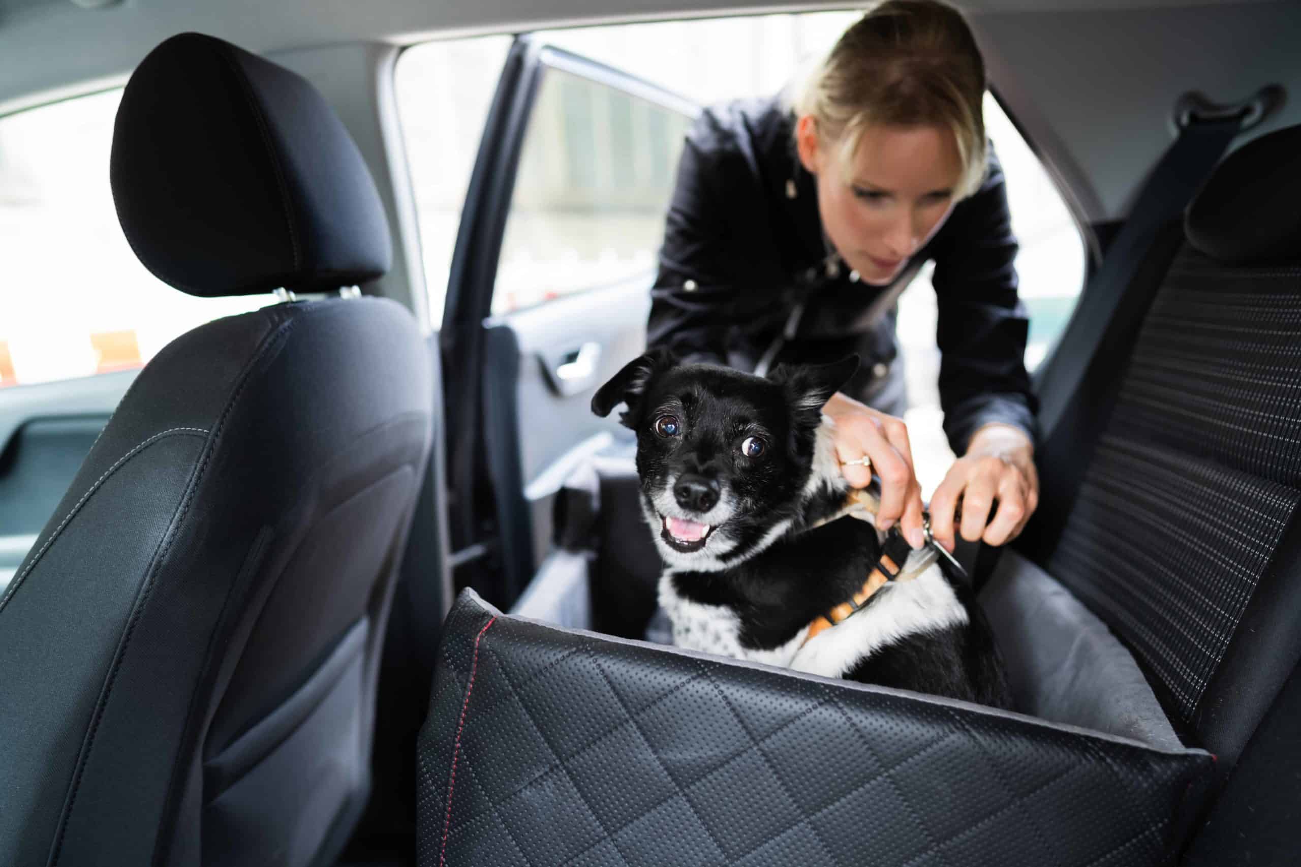 Woman hooks dog into backseat box. Keep your travel companion safe on your next trip. Clean out your car, secure your dog, prevent motion sickness, and bring an extra leash.