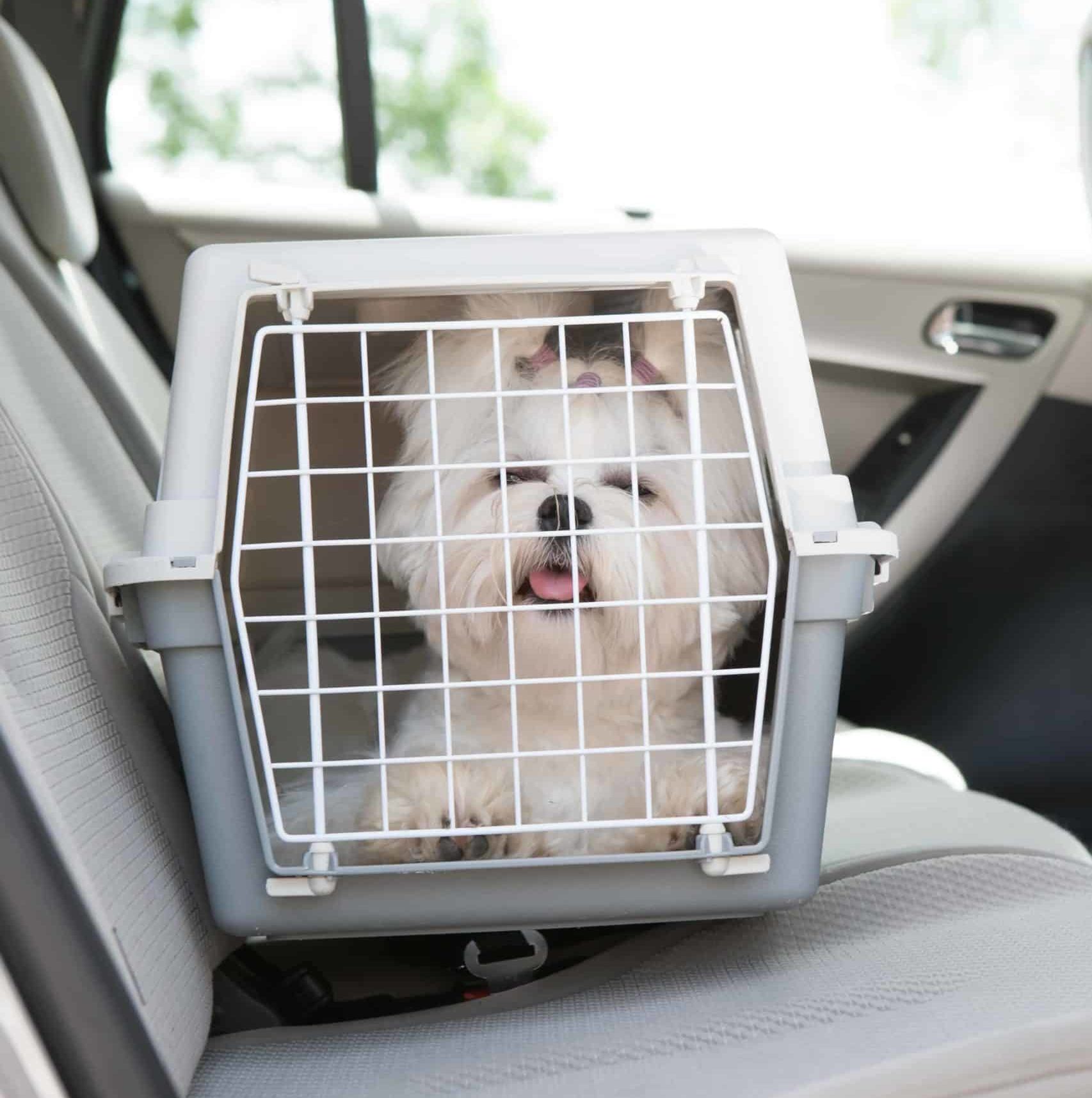 Shih Tzu rides in a crate in the backseat of a car. Protect your travel companion by keeping your dog secure in the back seat.