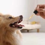 Owner gives dog CBD oil using a dropper. Using a dropper with CBD oil is one of the most direct CBD options for dogs.