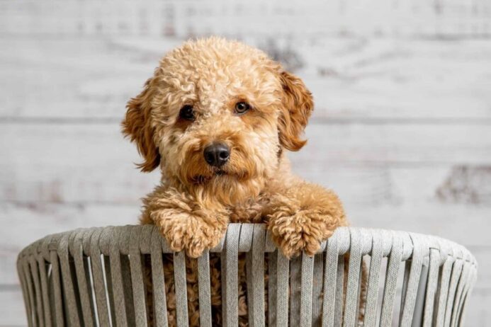 Mini-Goldendoodle puppy sits in a basket. 