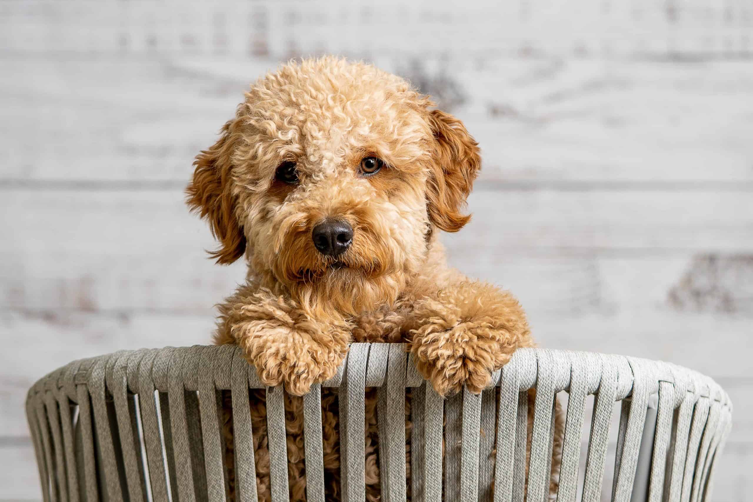 Mini-Goldendoodle puppy sits in a basket. Mini-Goldendoodles suffer from separation anxiety if left alone. The dogs are social with a high energy level, which means the dogs love affection and attention.