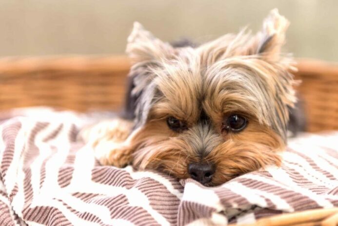 Yorkie snuggles into its basket. Couch potato dogs like Yorkies require around 30% fewer calories as opposed to active and younger pets.