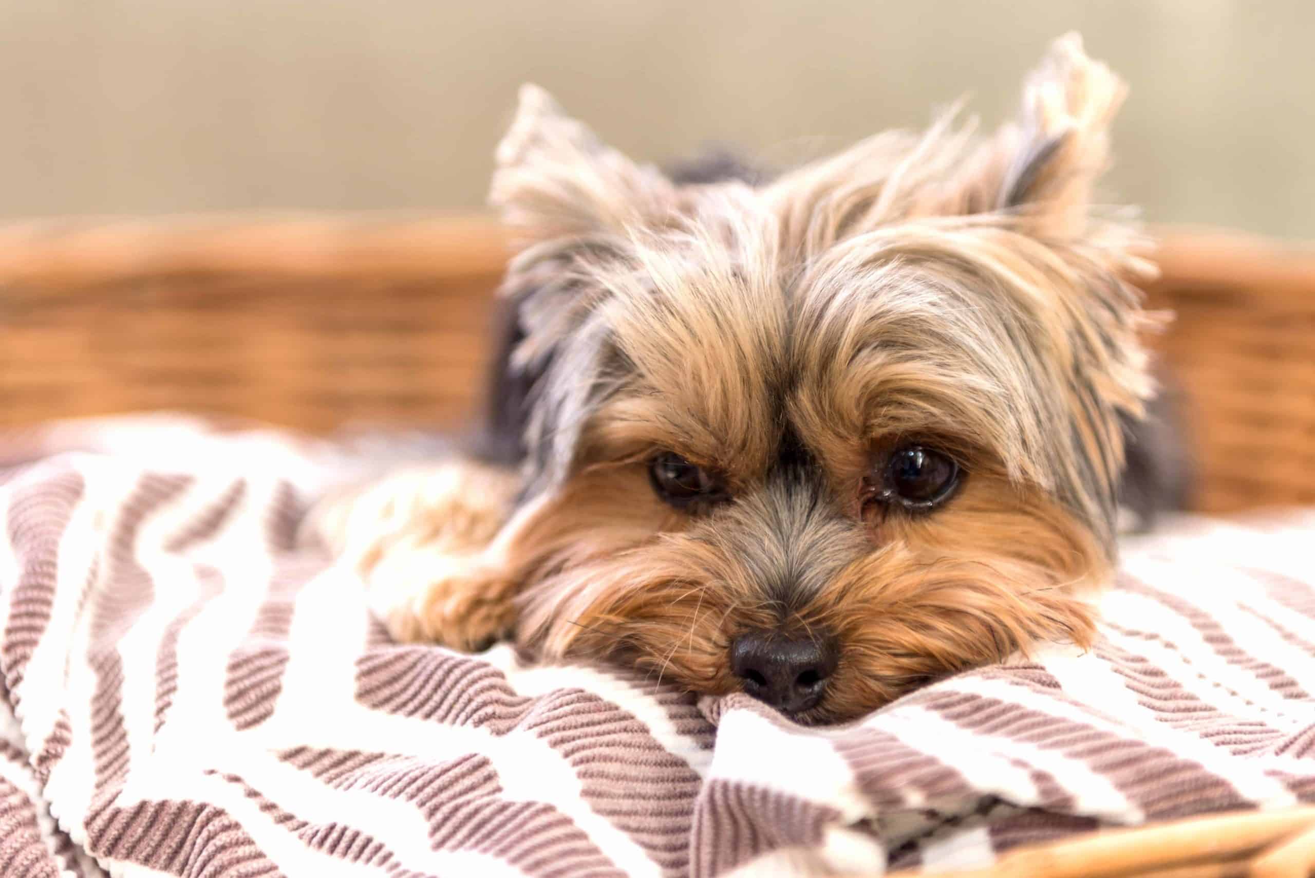 Yorkie snuggles into its basket. Couch potato dogs like Yorkies require around 30% fewer calories as opposed to active and younger pets.