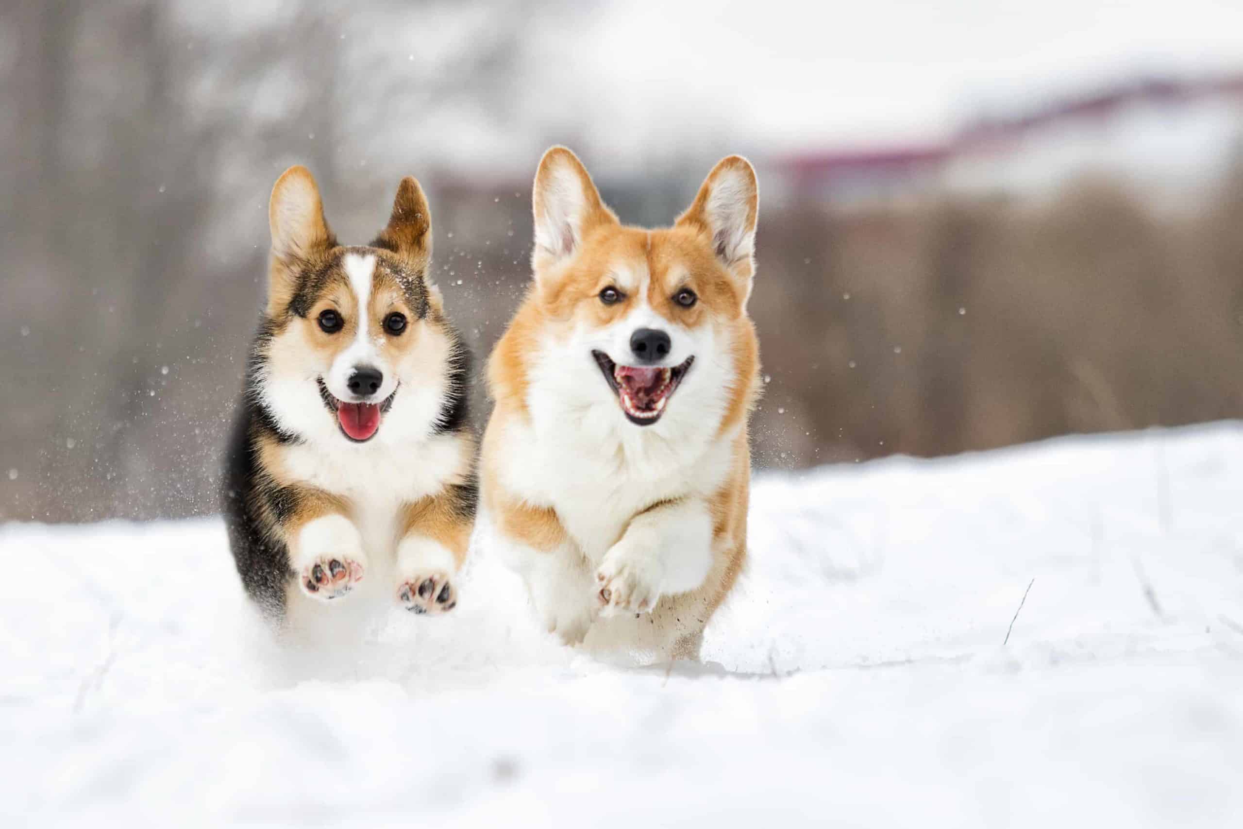 Pair of Corgis runs in the snow. Active adult dogs need food that is nutritionally balanced and easy to digest.