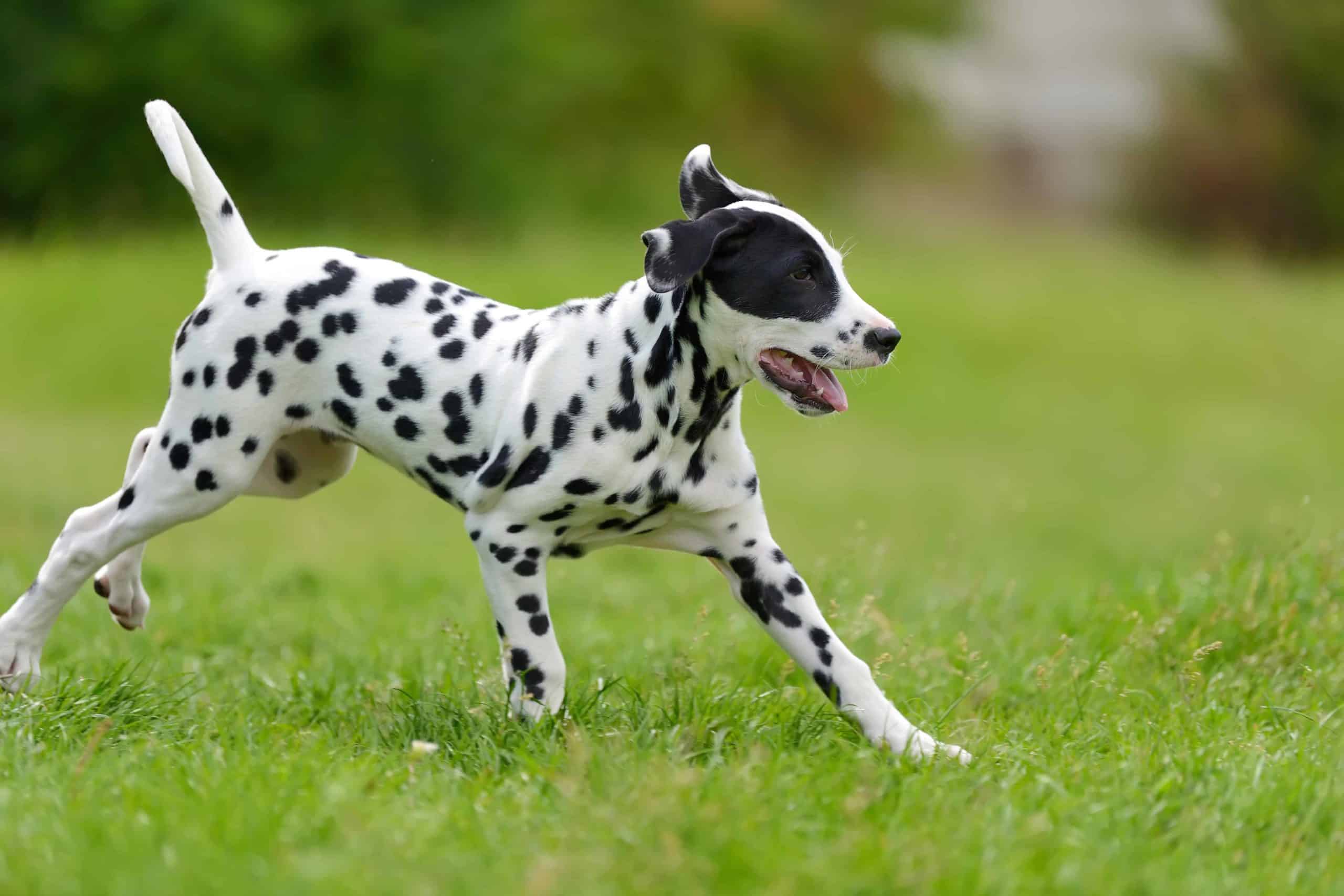 Dalmatian runs across yard. Active dogs like Dalmatians generally burn a lot of fat and require a nutritious diet with enough calories to sustain their body weight.