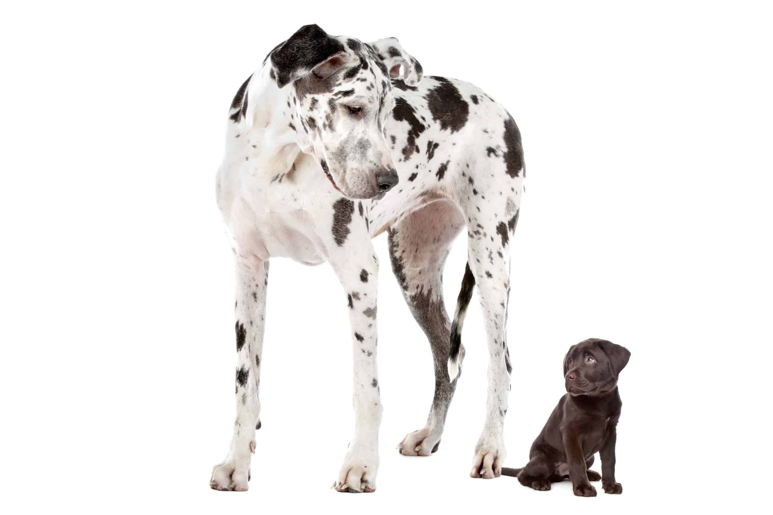 Great Dane stands next to chocolate Labrador retriever puppy. Understanding your dog's age, activity level, and whether it has been spayed or neutered helps you determine its daily calorie requirements. 
