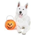 White German Shepherd sits next to Halloween pumpkin filled with candy corn. Can dogs eat candy corn? Small amounts are safe. But watch for ingredients like sugar substitute xylitol and dyes that can be dangerous.