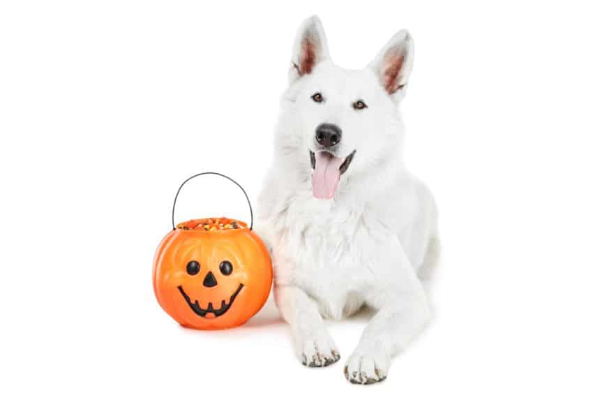 White German Shepherd sits next to Halloween pumpkin filled with candy corn. Can dogs eat candy corn? Small amounts are safe. But watch for ingredients like sugar substitute xylitol and dyes that can be dangerous.